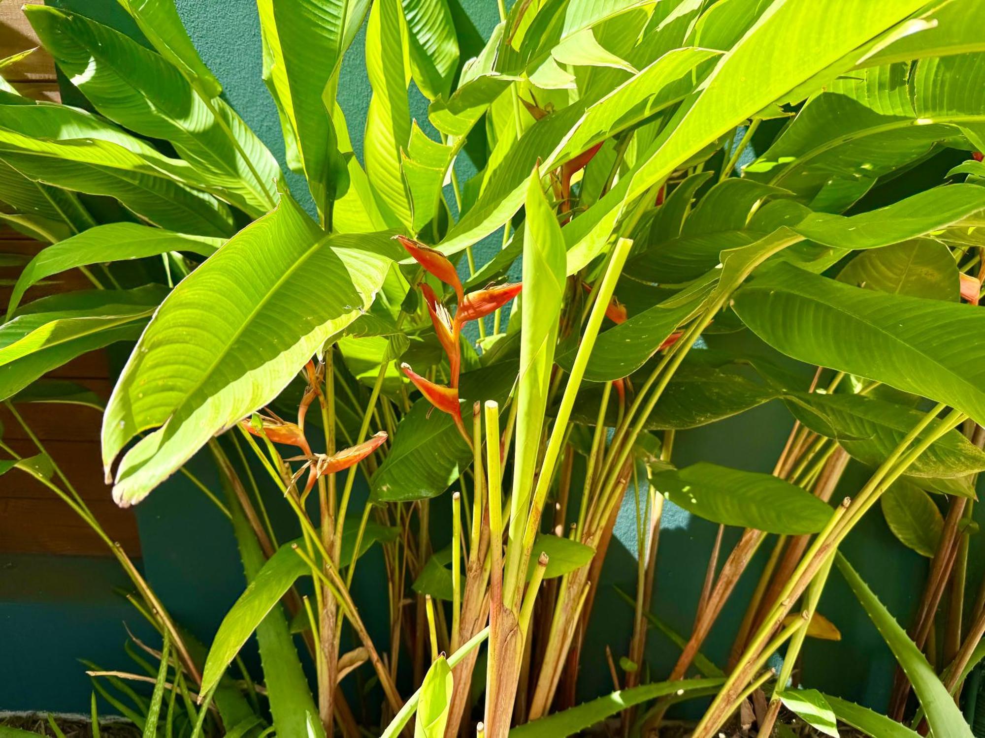 Aloes - Villa Salba. Panoramic View. Étang-Salé les Bains Exterior foto